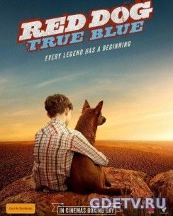 Рыжий: Вся правда / Red Dog: True Blue (2016) онлайн бесплатно смотреть