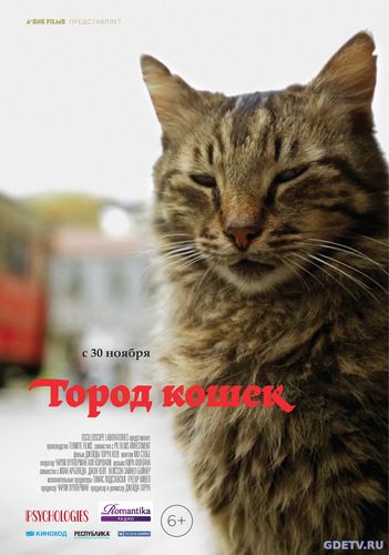Фильм Город кошек / Kedi (2017) Онлайн Бесплатно